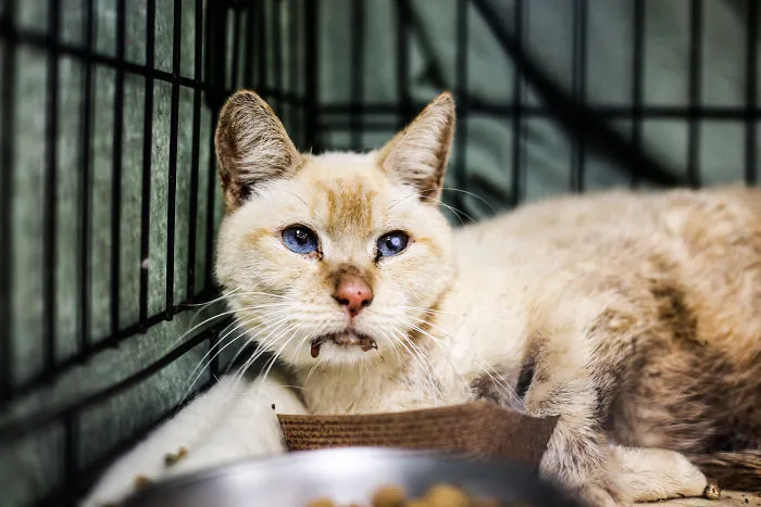 The Miracle Cats- 12 Cats Found In A Locked Storage Unit Without Food + Water For 17 Days