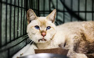 The Miracle Cats- 12 Cats Found In A Locked Storage Unit Without Food + Water For 17 Days