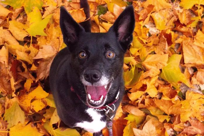 Autumn Vibes