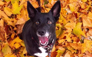 Autumn Vibes