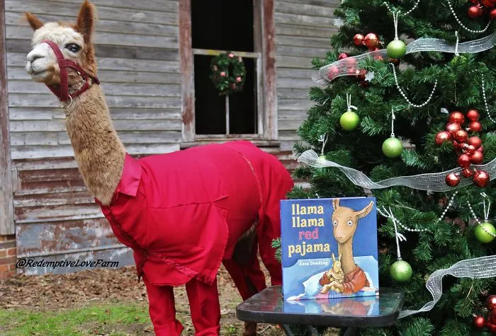 Now You Can Meet And Take Pictures With The Real Llama Llama Red Pajama!!!