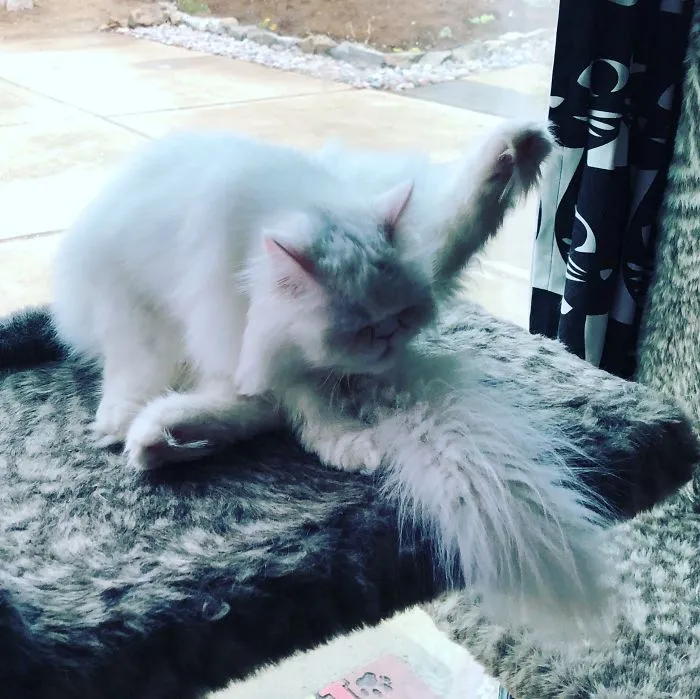 Cat Takes Credit For Viral Instagram Pose