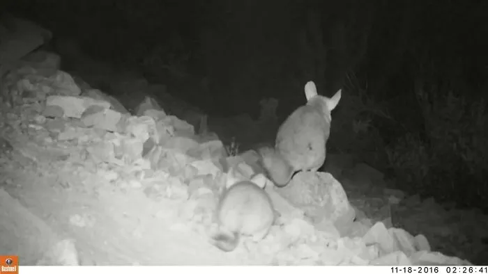 Who Knew A Wild Chinchilla Is A 007 Spy?
