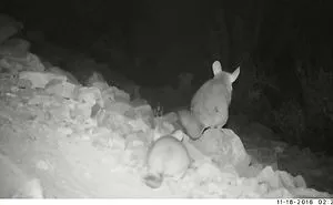 Who Knew A Wild Chinchilla Is A 007 Spy?