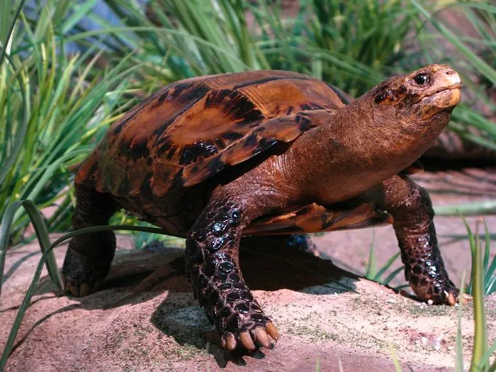 Impressed Tortoise (Manouria Impressa)