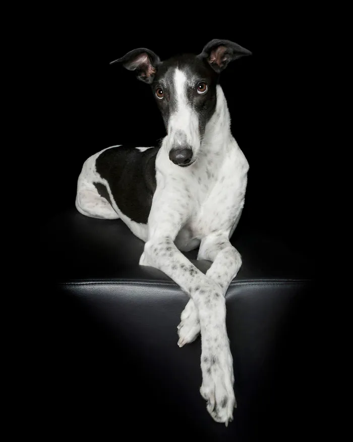 'for The Love Of Greyhounds - Adopted Greyhounds And Their Happy Ever Afters'