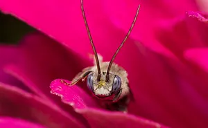 I Take Portraits Of Bugs To Show People How Beautiful And Amazing They Are