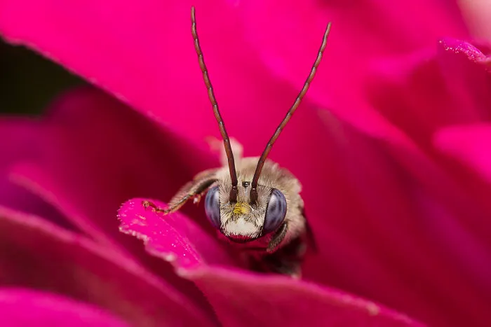 I Take Portraits Of Bugs To Show People How Beautiful And Amazing They Are