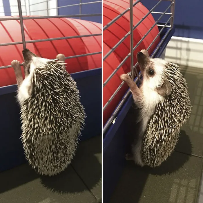 What Are You Looking At, Human?!