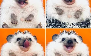When We Picked Up Our Hedgehog We Thought He Hated Us, But Now He Won't Stop Smiling