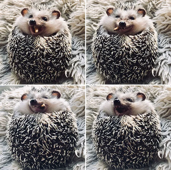 There’s Nothing In The World That I Like Better Than Mealworms