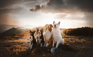 50 Of The Best Dog Photos I've Ever Taken