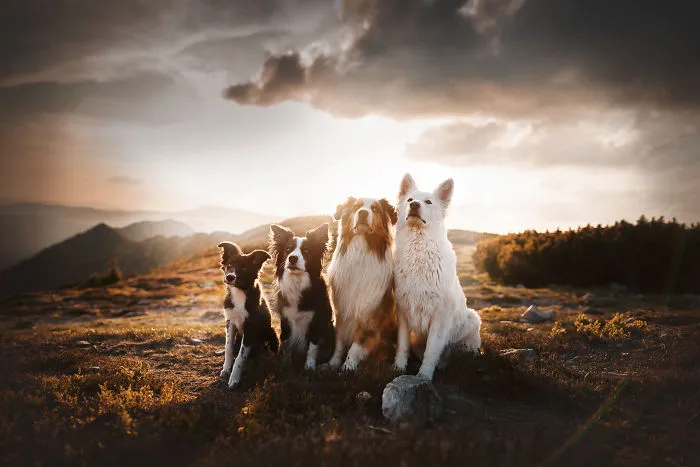 50 Of The Best Dog Photos I've Ever Taken