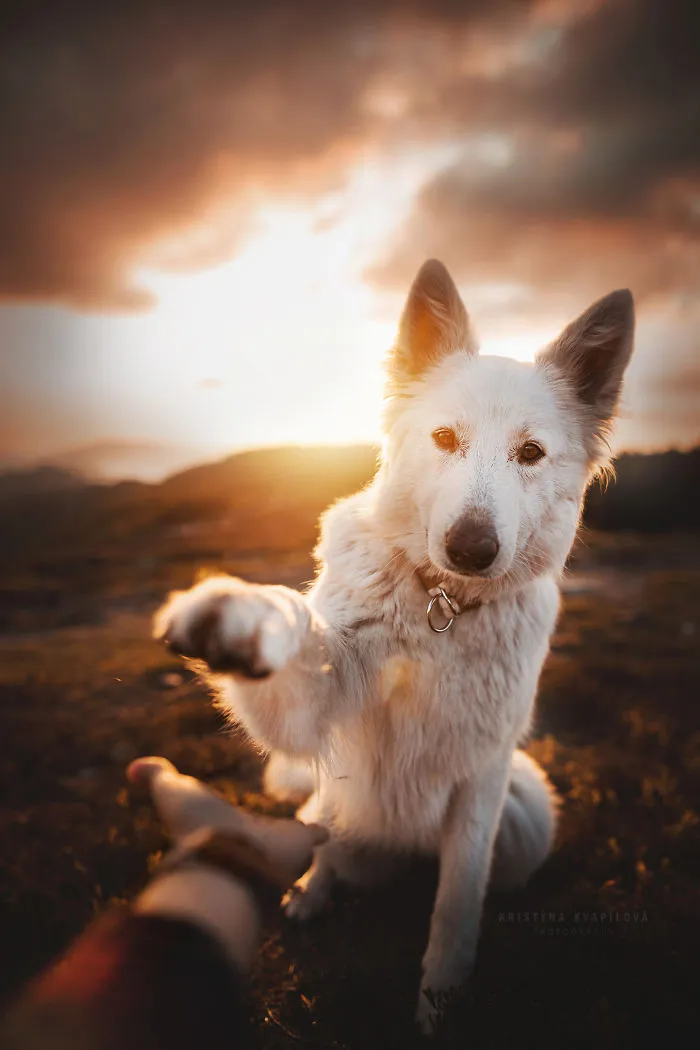 50 Of The Best Dog Photos I've Ever Taken