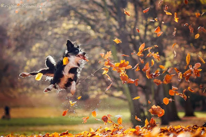 50 Of The Best Dog Photos I've Ever Taken