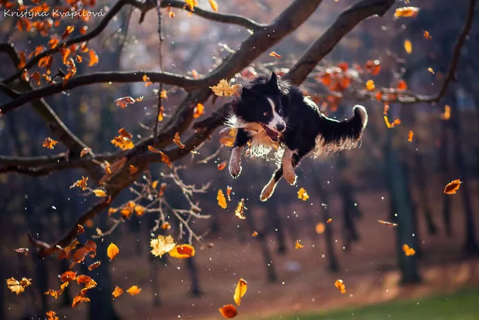 50 Of The Best Dog Photos I've Ever Taken