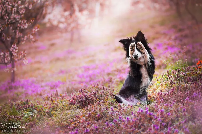 50 Of The Best Dog Photos I've Ever Taken