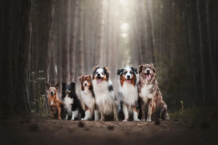 50 Of The Best Dog Photos I've Ever Taken