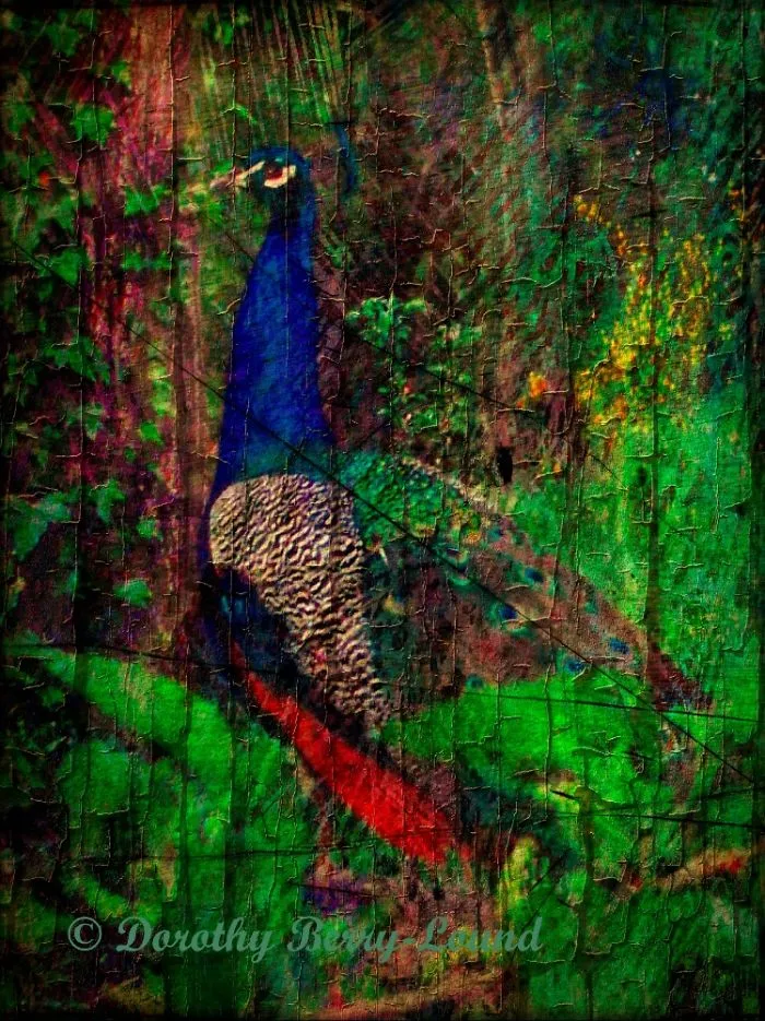 One Day A Peacock Walked Down My Driveway