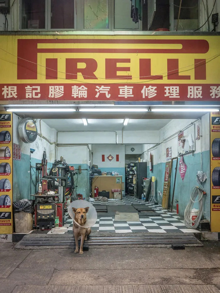 Dogs Living In Hong Kong’s Car Workshops In 22 Pictures