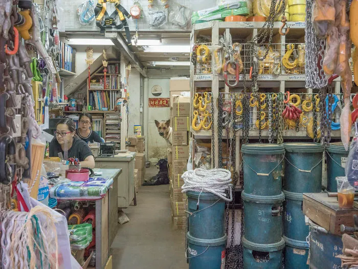 Dogs Living In Hong Kong’s Car Workshops In 22 Pictures