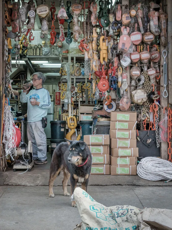 Dogs Living In Hong Kong’s Car Workshops In 22 Pictures