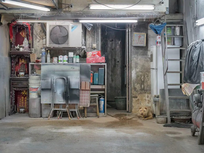 Dogs Living In Hong Kong’s Car Workshops In 22 Pictures