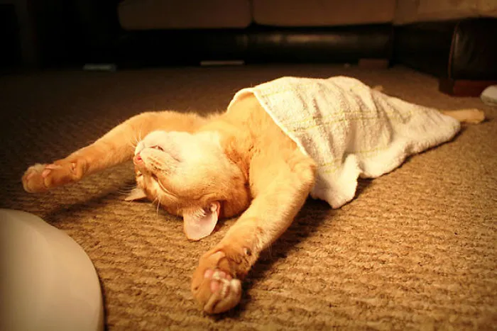 Positive Pictures Proving That Cats Can Sleep Anywhere