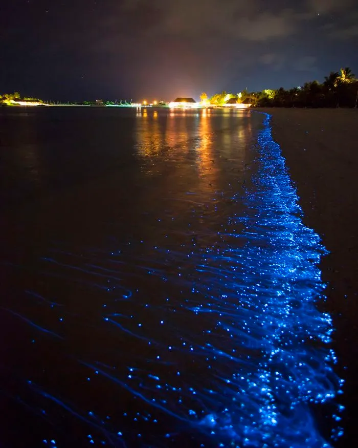 Sea Sparkles (Noctiluca Scintillans)