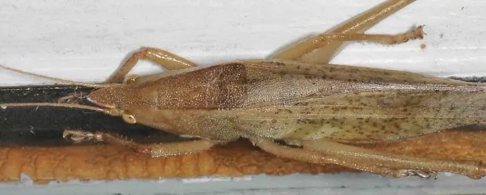 Slightly Musical Conehead (Neoconocephalus Exiliscanorus)