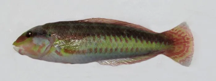 Slippery Dick (Halichoeres Bivittatus)