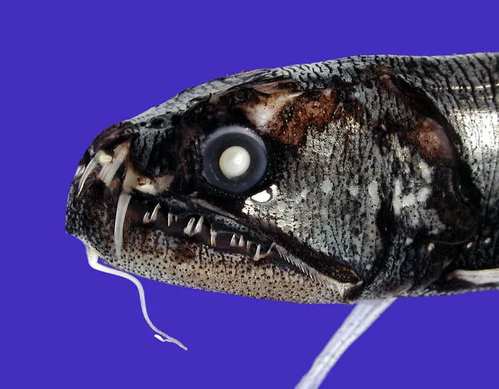 Snaggletooth (Astronesthes Richardsoni)