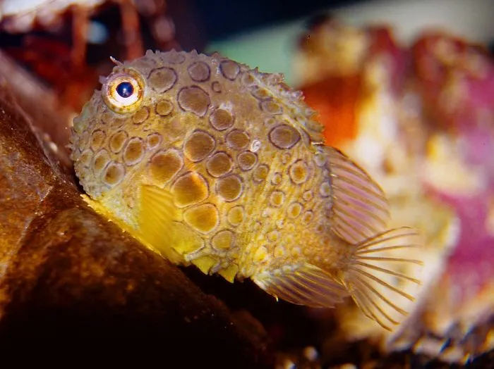 Atlantic Spiny Lumpsucker (Eumicrotremus Spinosus)