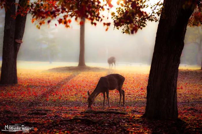 The Deer Of The Gods In Nara Park