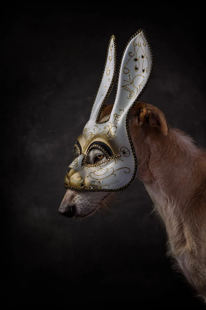 I Photographed Abandoned Hunting Dogs In Spain And I Tell Their Story Through My Photos (35 Pics)