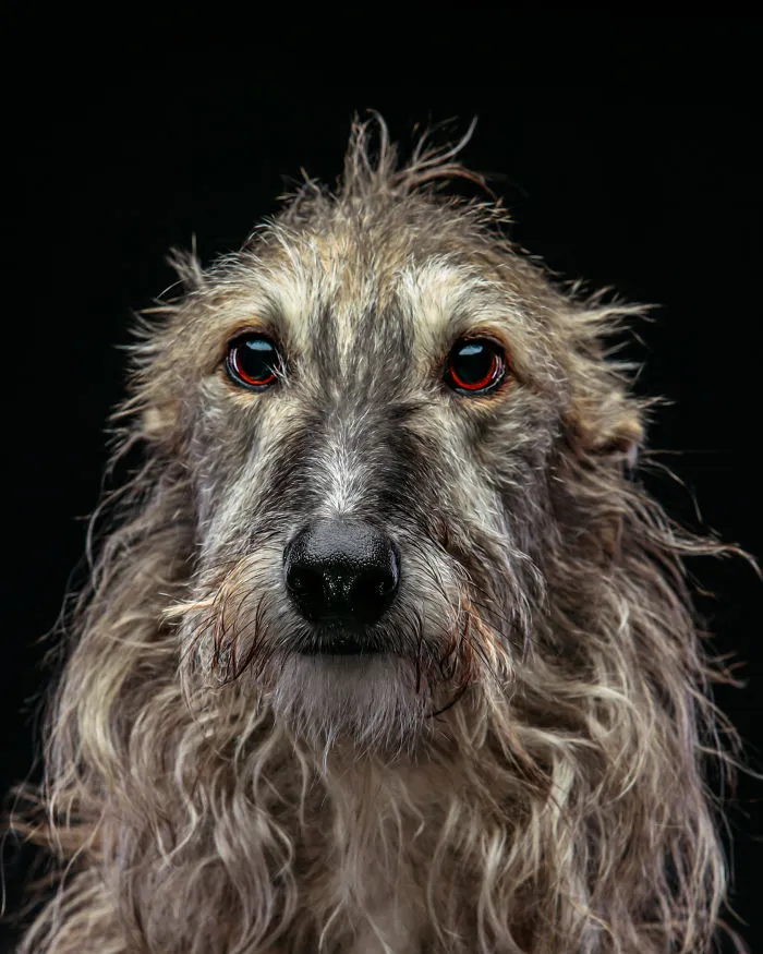 I Photographed Abandoned Hunting Dogs In Spain And I Tell Their Story Through My Photos (35 Pics)