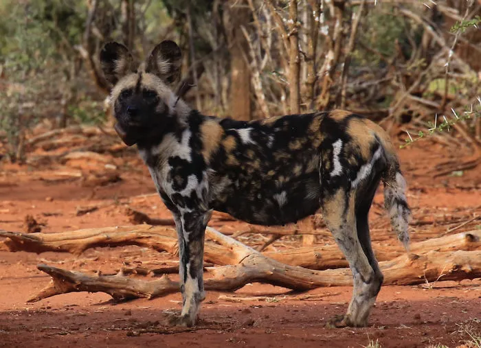 I Went On A Wildlife Safari In South Africa And Got To Snap With A Sweet Canon Dslr Camera. Lions, And Wild Dogs, And Elephants, Oh My!