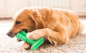 Why Brushing Dogs’ Teeth Matters