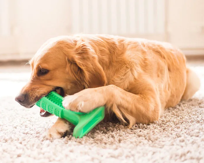 Why Brushing Dogs’ Teeth Matters