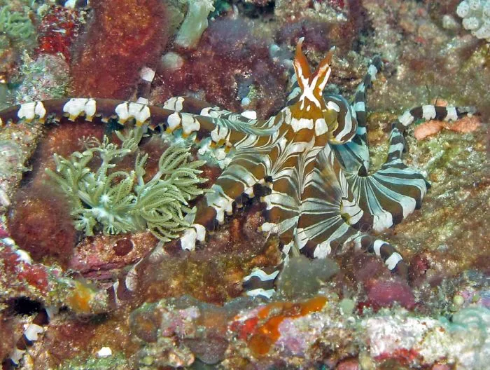 Wonderpus Octopus (Wunderpus Photogenicus)