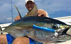 Everything You Need To Know About The Yellowfin Tuna