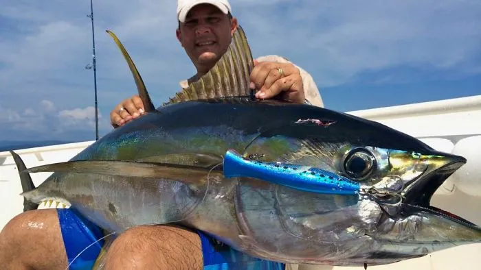 Everything You Need To Know About The Yellowfin Tuna