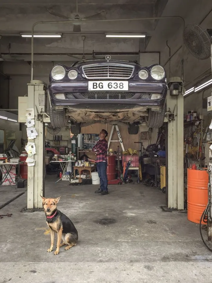 Dogs Living In Hong Kong’s Car Workshops In 22 Pictures