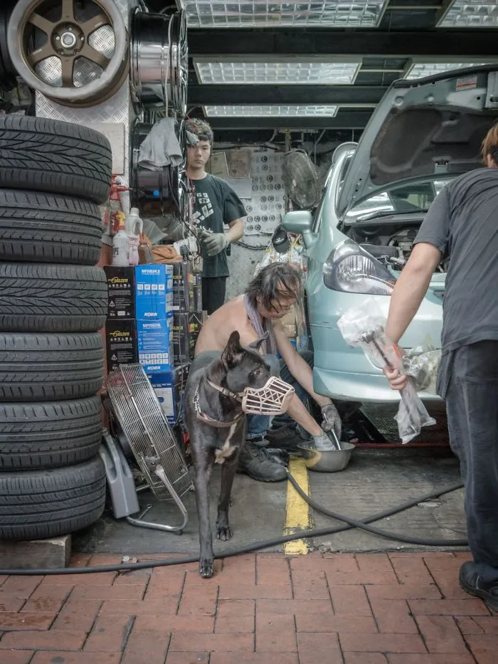 Dogs Living In Hong Kong’s Car Workshops In 22 Pictures