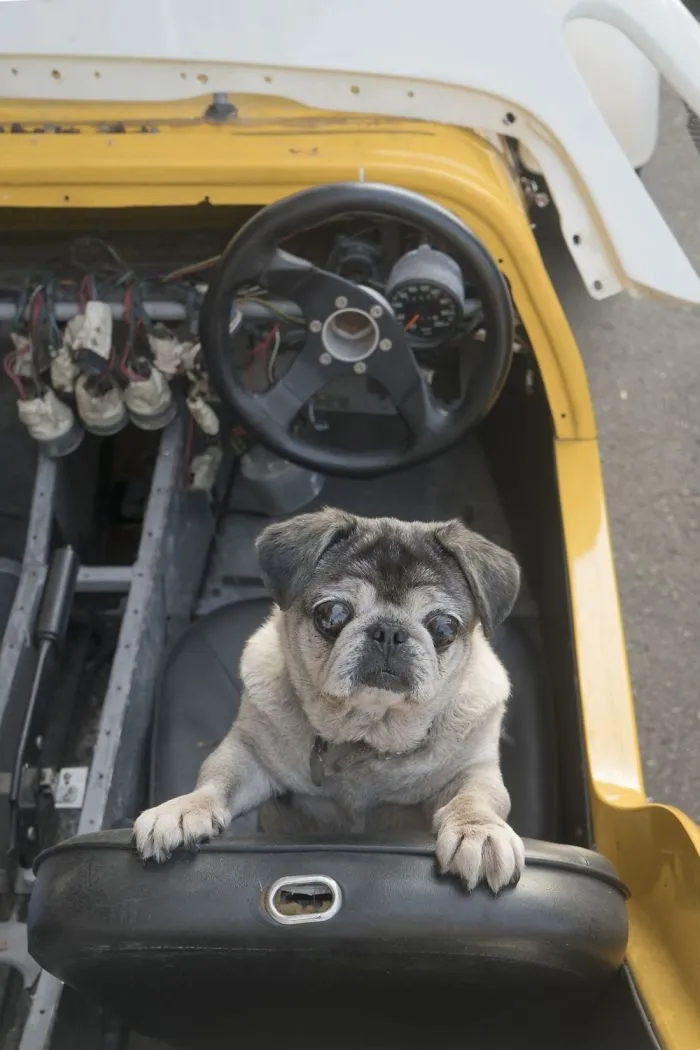 Dogs Living In Hong Kong’s Car Workshops In 22 Pictures