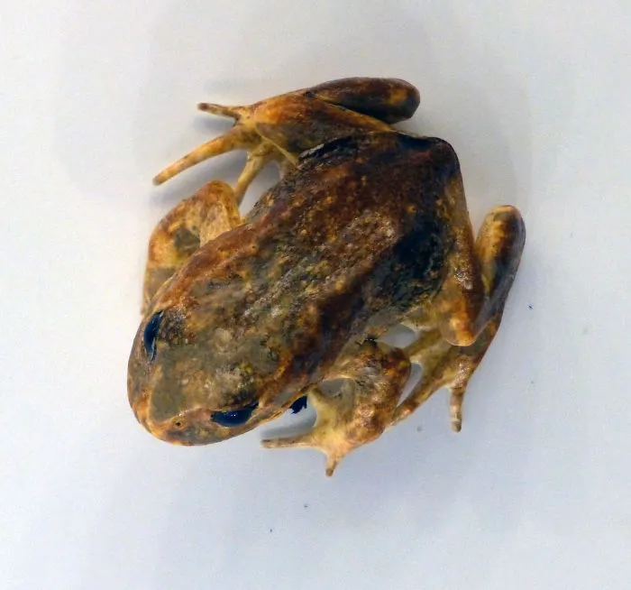 Baw Baw Frog (Philoria Frosti)