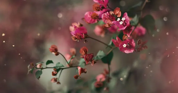 I Do Macro-Photography To Document The Beauty Of Small Things