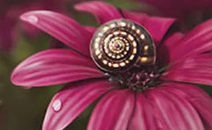 I Do Macro-Photography To Document The Beauty Of Small Things