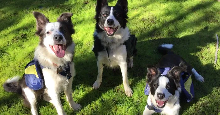 Chile Finds A Genius Way To Restore Burnt Forests, And All They Need Is 3 Dogs