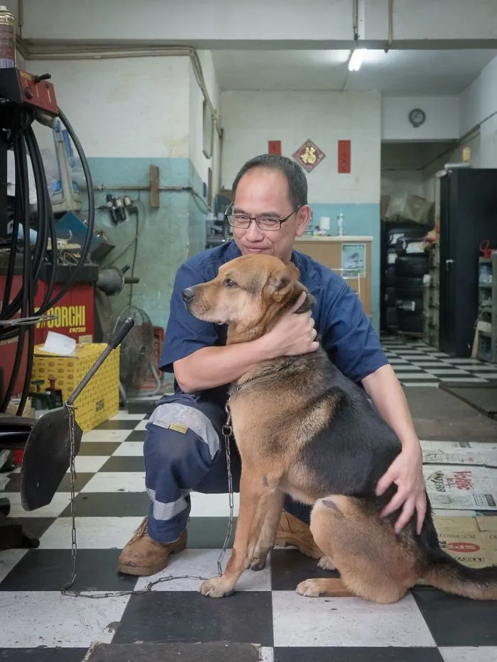 Dogs Living In Hong Kong’s Car Workshops In 22 Pictures